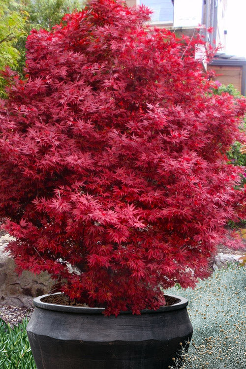 Elizabeth Vibrant Red Japanese Maple, Dwarf Acer Palmatum Tree - Live Plant