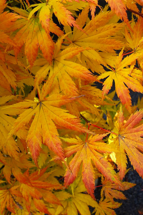 Kihachijo Japanese Maple, Green Upright Acer Palmatum, Fiery Fall Color - Live Plant