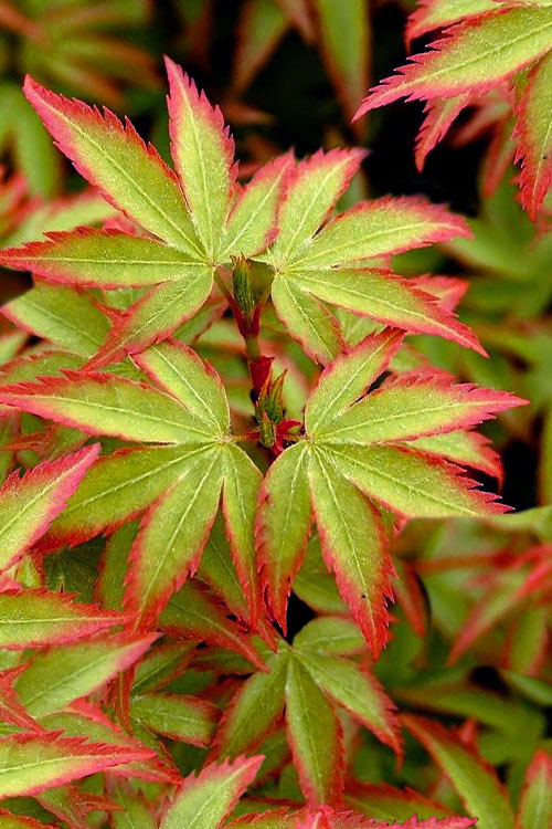 Kiyohime Dwarf Small Leaf Japanese Maple, Bonsai Starter Tree - Live Plant