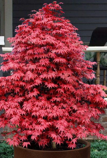 Rhode Island Red Japanese Maple, Dwarf Compact Red Acer - Live Plant