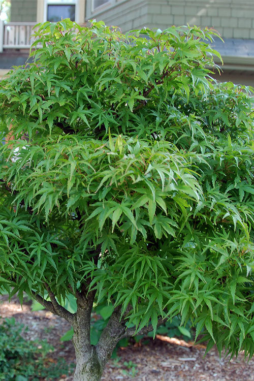 Sharp’s Pygmy, Dwarf Small Leaf Japanese Maple Tree - Live Plant