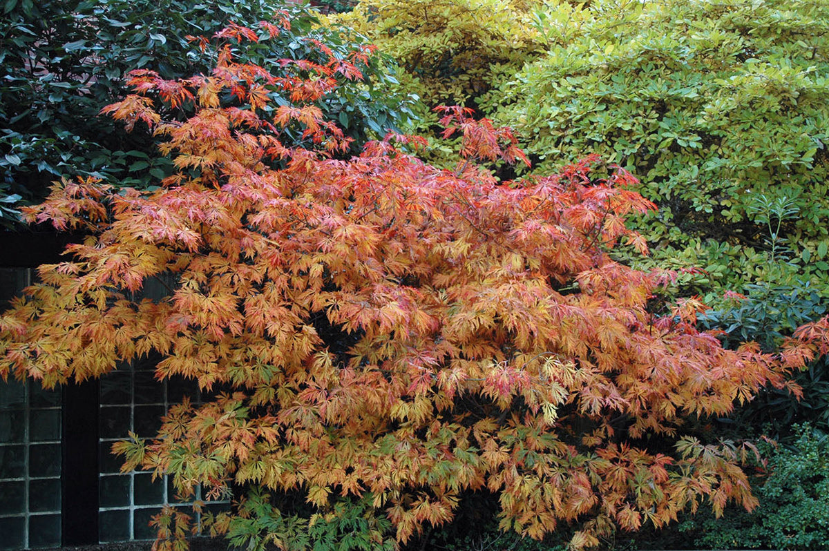 Aconitifolium Dancing Peacock Fern-Leaf Japanese Maple Acer Tree - Live Plant