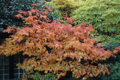Aconitifolium Dancing Peacock Fern-Leaf Japanese Maple Acer Tree - Live Plant