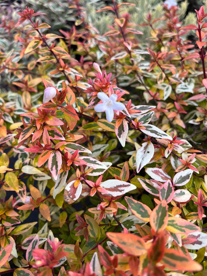 Abelia Suntastic Peach Flowering Shrub, Variegated Golden Foliage - Live Plant
