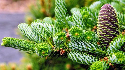 Horstmann's Silberlocke Korean Fir, Upright Silver-White Conifer Purple Cones - Live Plant