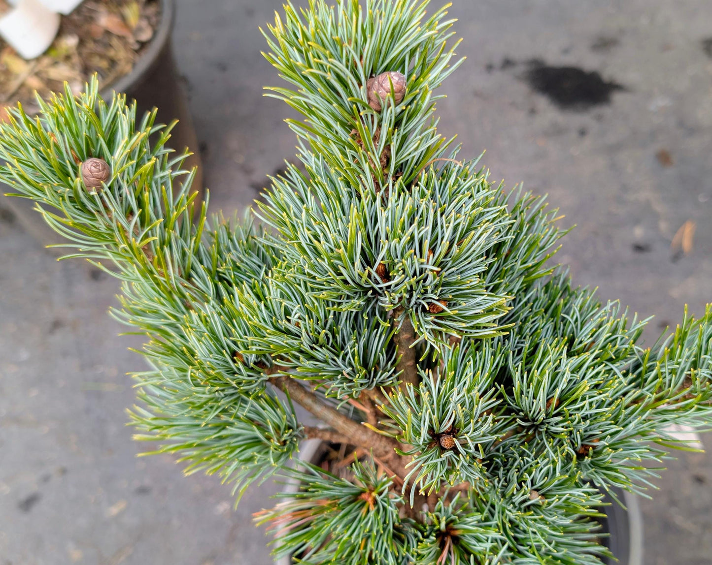 Kinpo Rare Dwarf Japanese White Pine, Pre Bonsai Starter Tree - Live Plant