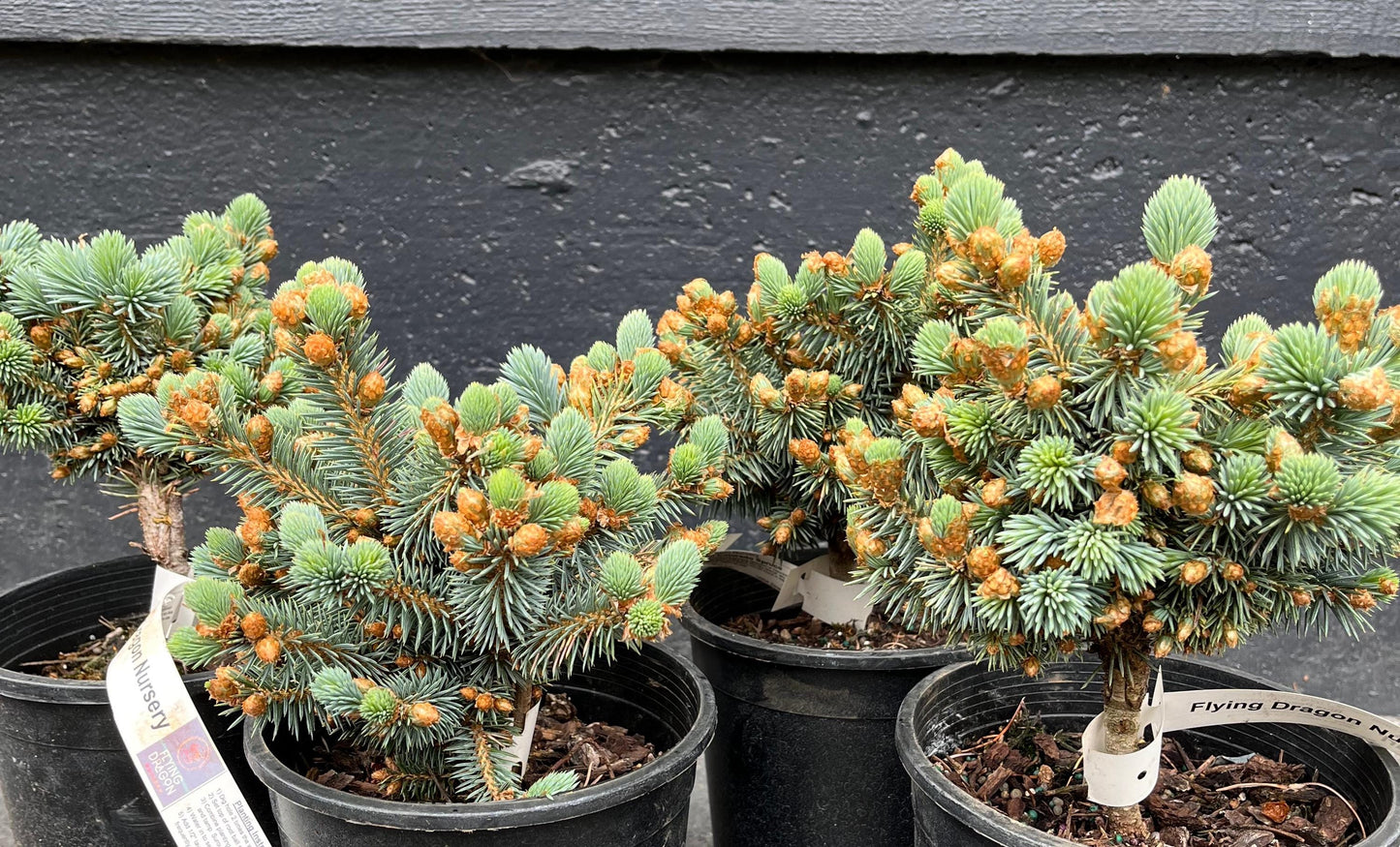 Blue Pearl Rare Dwarf Colorado Blue Spruce, Miniature Collector Conifer - Live Plant