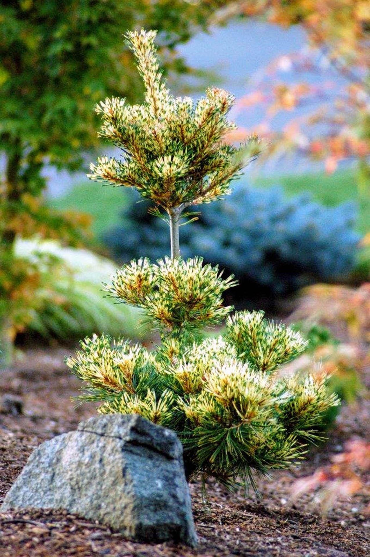 Ogon-Janome Japanese White Pine, Rare Dwarf Variegated Pinus Parviflora - Live Plant