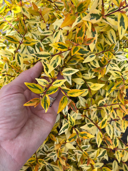 Abelia Suntastic Peach Flowering Shrub, Variegated Golden Foliage - Live Plant