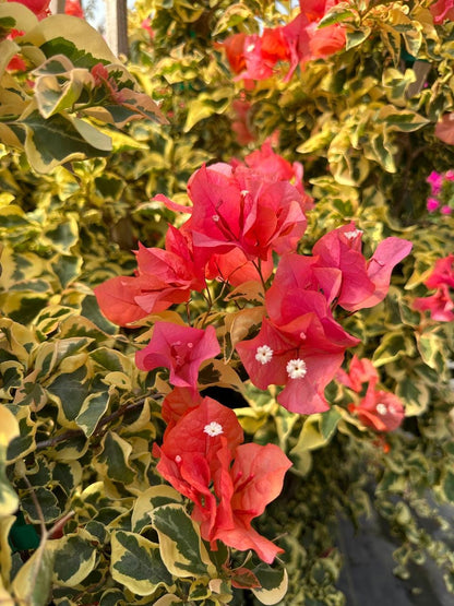 Bengal Orange Bougainvillea Rare Variegated Flowering Vine - Live Plant