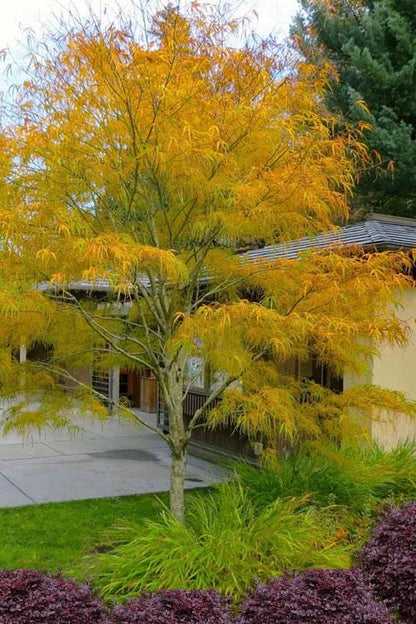 Koto No Ito Japanese Maple, Dwarf Harp String Acer Palmatum Tree - Live Plant