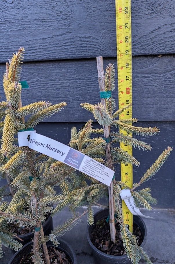 Aureovariegata Variegated Golden Black Hills Spruce Conifer Tree - Live Plant