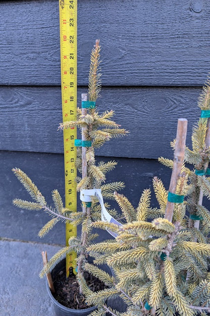 Aureovariegata Variegated Golden Black Hills Spruce Conifer Tree - Live Plant