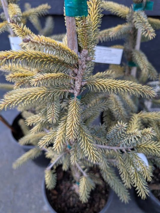 Aureovariegata Variegated Golden Black Hills Spruce Conifer Tree - Live Plant