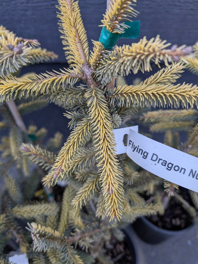 Aureovariegata Variegated Golden Black Hills Spruce Conifer Tree - Live Plant