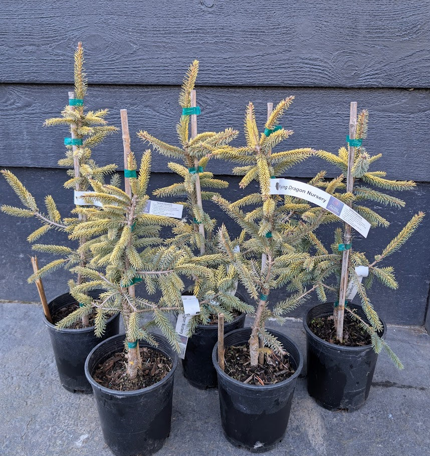 Aureovariegata Variegated Golden Black Hills Spruce Conifer Tree - Live Plant