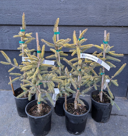 Aureovariegata Variegated Golden Black Hills Spruce Conifer Tree - Live Plant