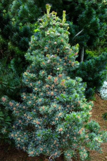 Azuma Goyo Rare Japanese White Pine, Dwarf Conifer Pre-Bonsai - Live Plant