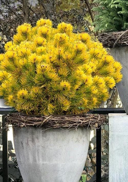 Starkl Rare Golden Mugo Pine, Dwarf Compact Evergreen - Live Plant