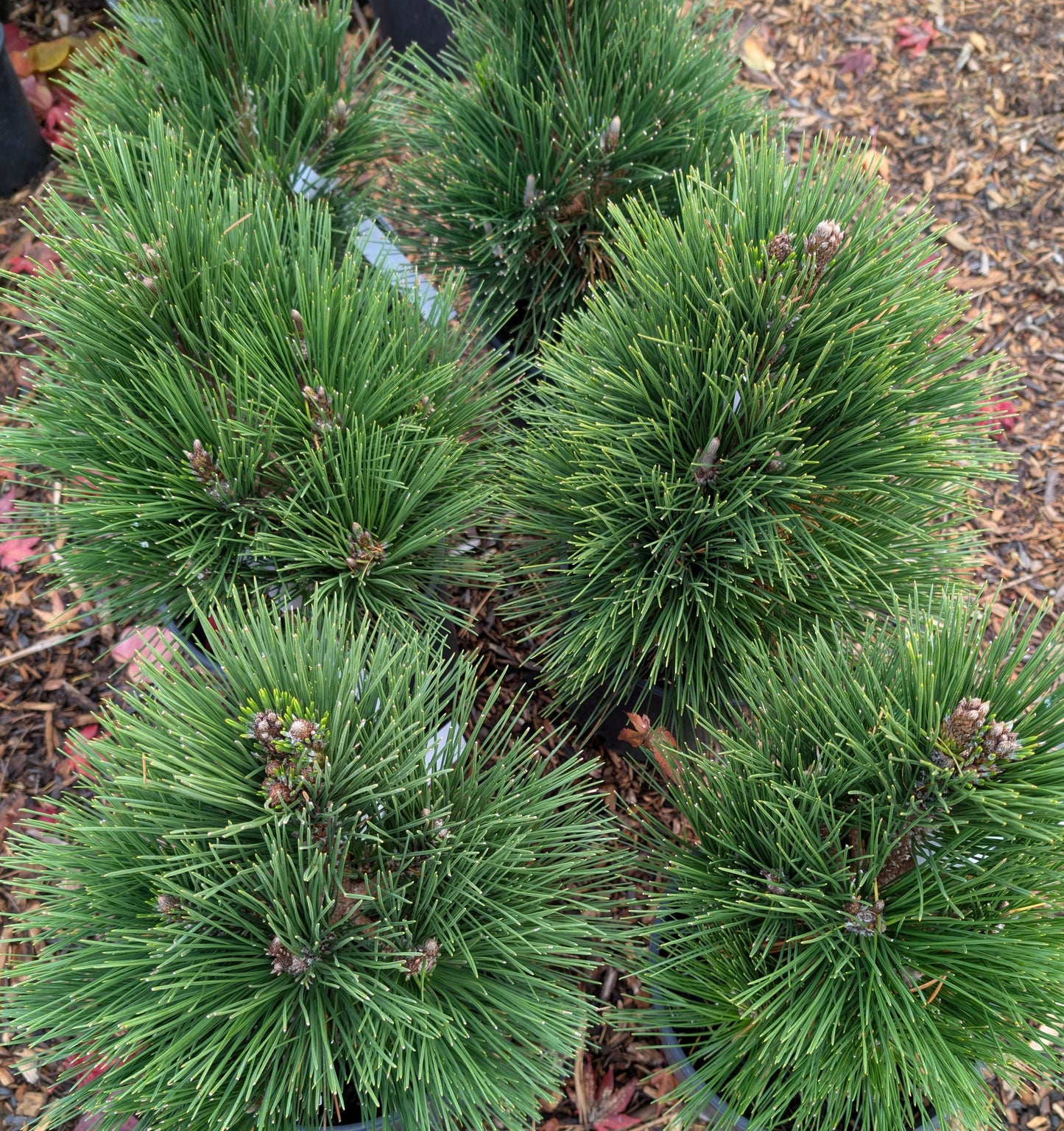 Thunderhead Japanese Black Pine, Pinus Thunbergii, Dwarf Evergreen Conifer - Live Plant
