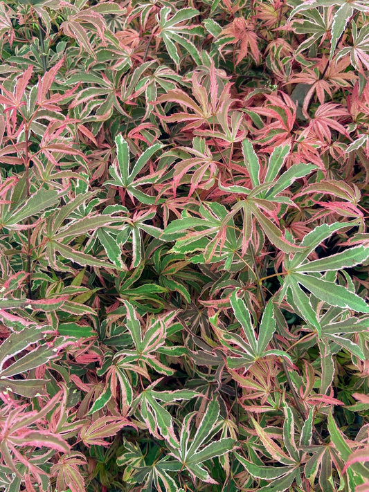 Geisha Gone Wild Japanese Maple Variegated Pink Acer Palmatum - Live Plant