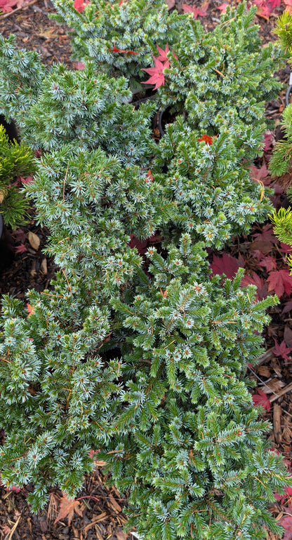 Pimoko Dwarf Serbian Spruce, Picea Omorika Compact Round Evergreen Conifer - Live Plant