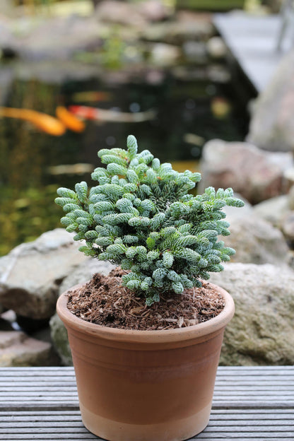 Kohout's Ice Breaker Korean Fir, Dwarf Evergreen Conifer, Collector Tree - Live Plant