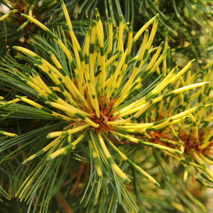 Ogon-Janome Japanese White Pine, Rare Dwarf Variegated Pinus Parviflora - Live Plant