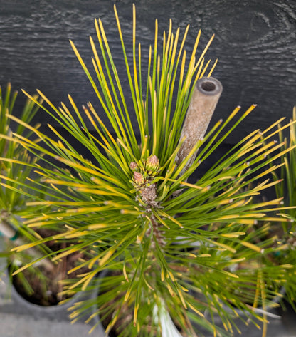 Ogon Golden Japanese Black Pine, Rare Conifer, Bonsai Starter Tree - Live Plant