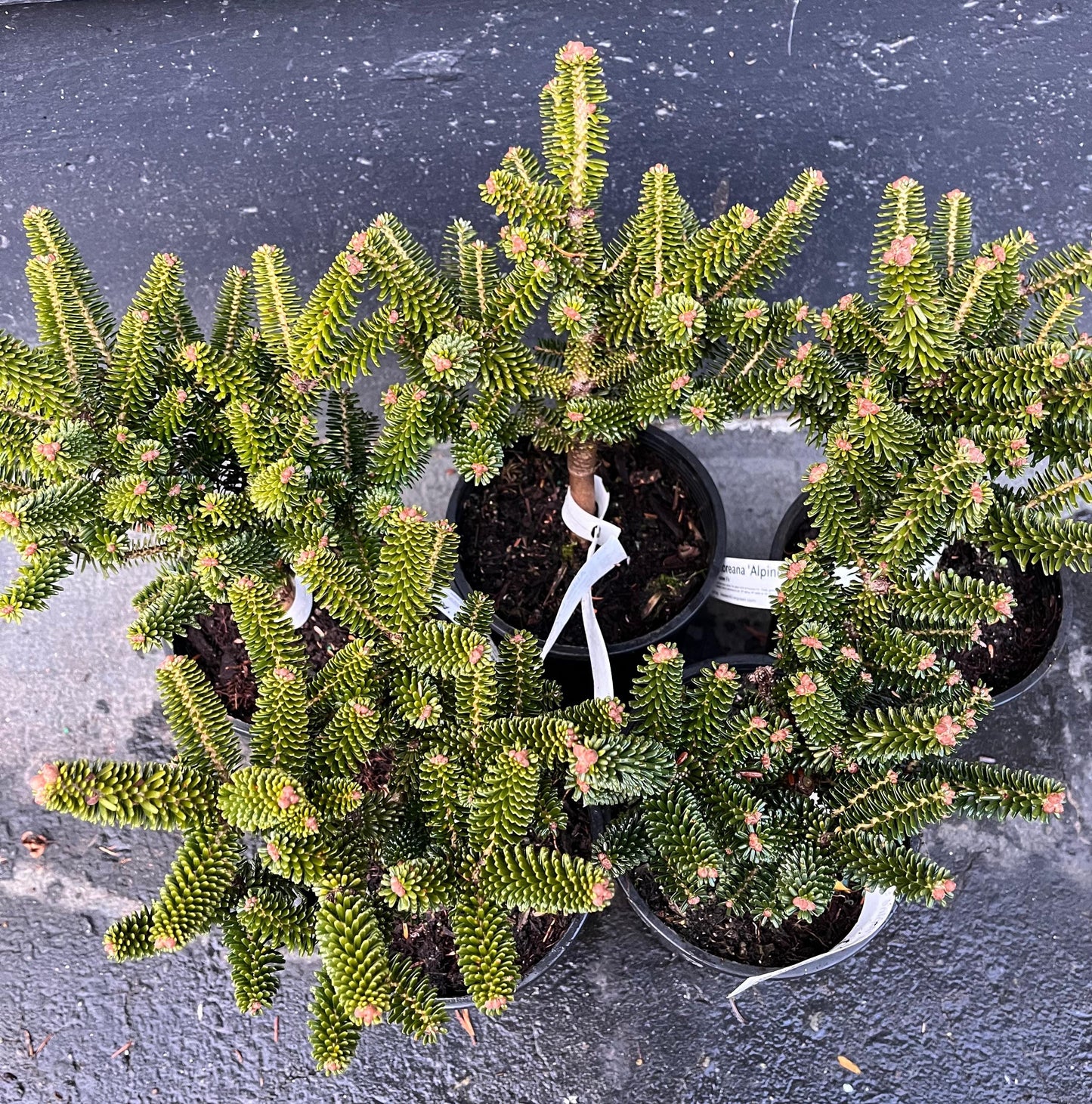 Alpine Star Korean Fir, Miniature Abies Koreana Rare Evergreen Conifer - Live Plant
