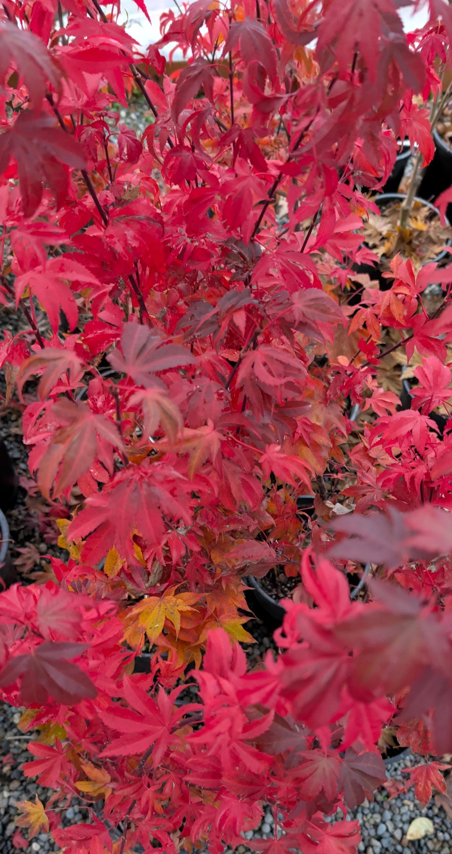 Ruslyn In The Pink Japanese Maple, Dwarf Compact Ornamental Acer Palmatum - Live Plant