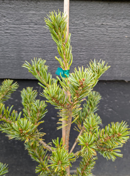 Kobe Dwarf Japanese White Pine, Rare Bonsai Starter Tree - Live Plant