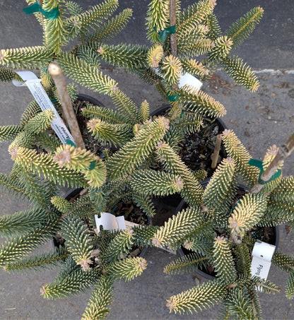 Aurea Golden Spanish Fir Abies Pinsapo, Rare Evergreen Collector Conifer - Live Plant