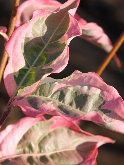 Summer Fun Variegated Dogwood Tree Cornus Kousa - Live Plant