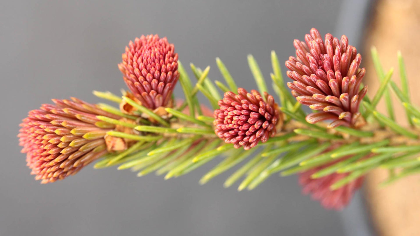 Red Tipped Norway Spruce Tree, Picea Abies Rubra Spicata - Live Plant