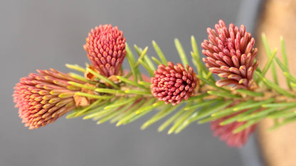 Red Tipped Norway Spruce Tree, Picea Abies Rubra Spicata - Live Plant