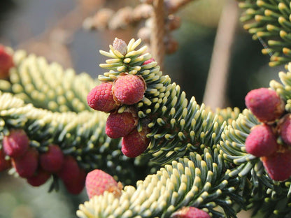 Aurea Golden Spanish Fir Abies Pinsapo, Rare Evergreen Collector Conifer - Live Plant