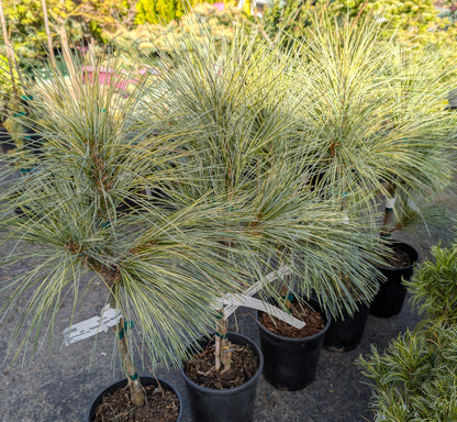 Zebrina Rare Variegated Himalayan Pine Collector Conifer - Live Plant