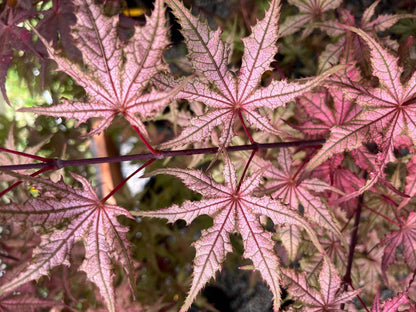 Celebration Rare Pink Variegated Japanese Maple Acer Palmatum Tree - Live Plant