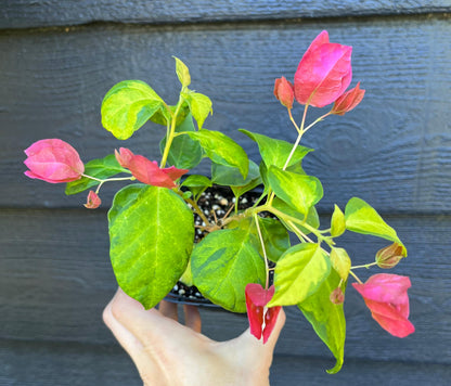 Sunstone Red Bougainvillea Fast Growing Tropical Flowering Vine - Live Plant