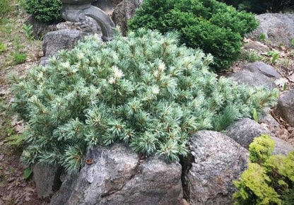 Tanima No Yuki Variegated Japanese White Pine, Rare Collector Conifer - Live Plant