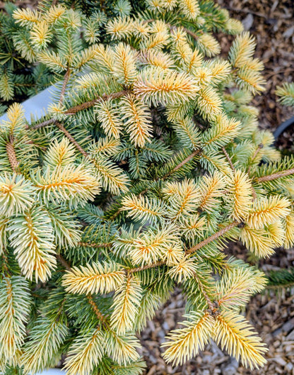 Walnut Glen Colorado Blue Spruce, Golden Dwarf Collector Conifer - Live Plant