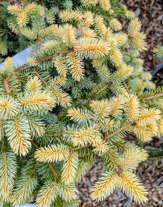 Walnut Glen Colorado Blue Spruce, Golden Dwarf Collector Conifer - Live Plant