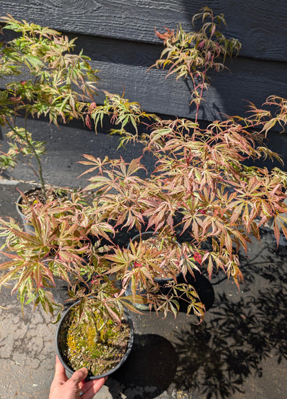 Lileeanne's Jewel Japanese Maple, Rare Variegated Acer Palmatum - Live Plant