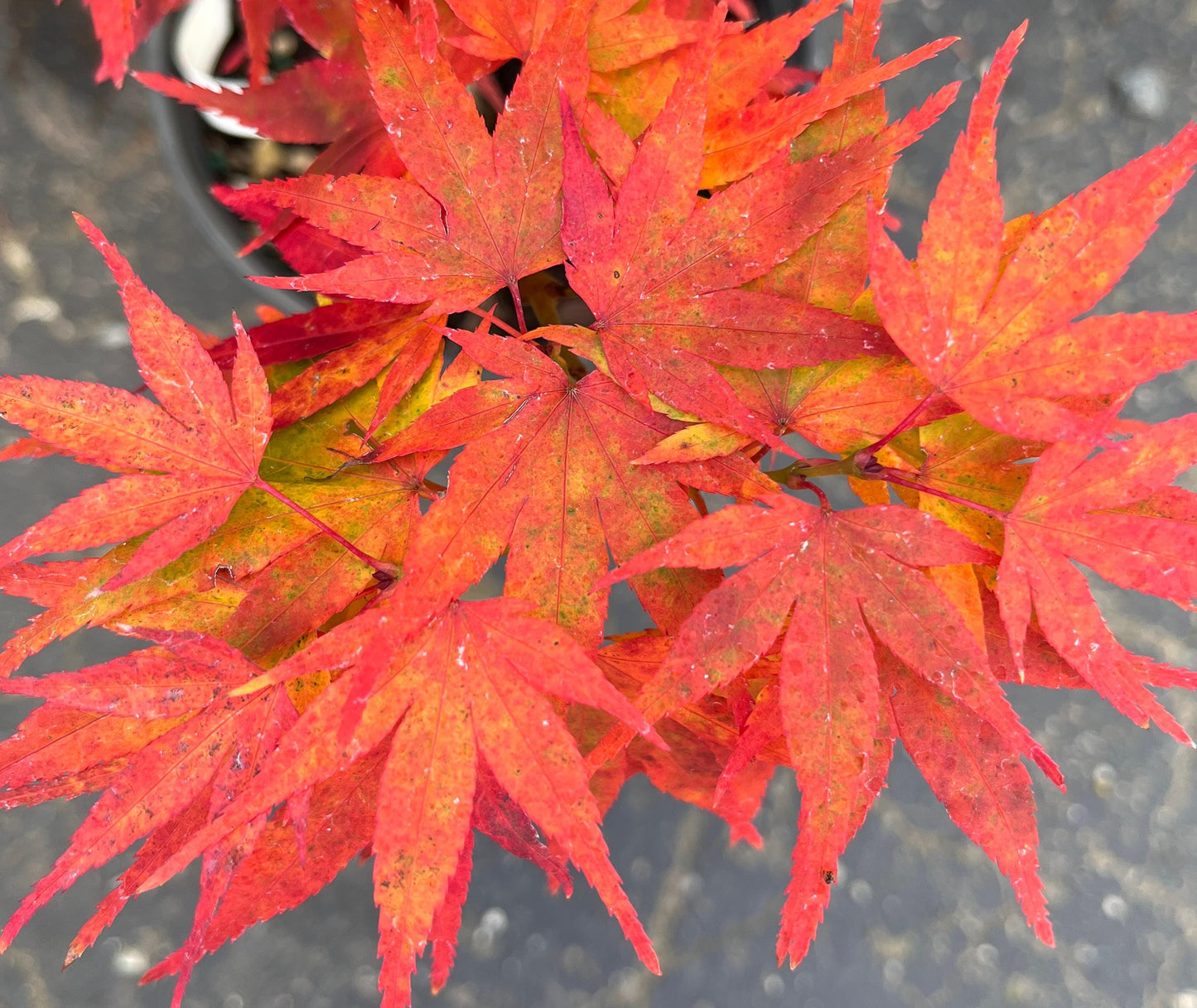 Mikawa Yatsubusa Japanese Maple Tree, Dwarf Acer Palmatum - Live Plant