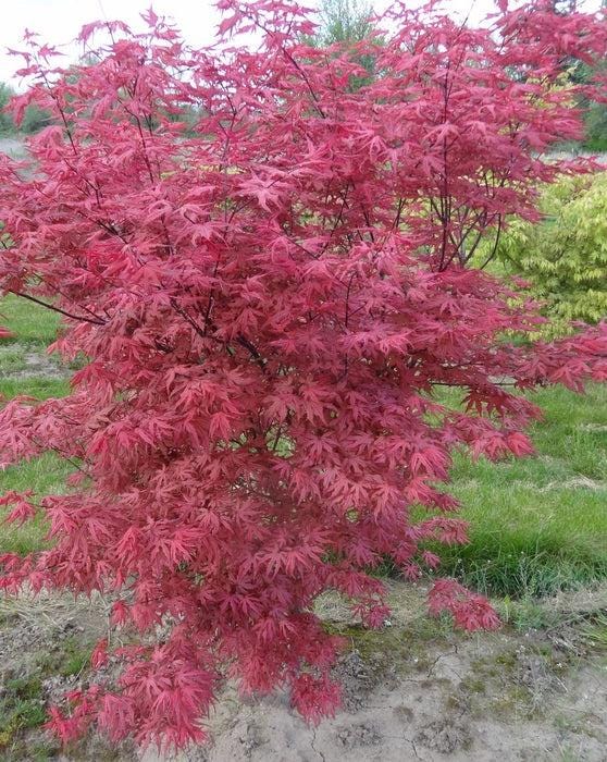 Celebration Rare Pink Variegated Japanese Maple Acer Palmatum Tree - Live Plant