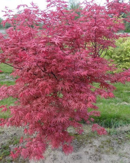 Celebration Rare Pink Variegated Japanese Maple Acer Palmatum Tree - Live Plant