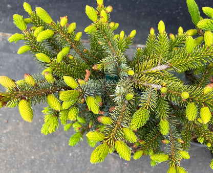 Howell’s Dwarf Tigertail Spruce, Picea Bicolor Conifer,  Unique Purple Cones - Live Plant