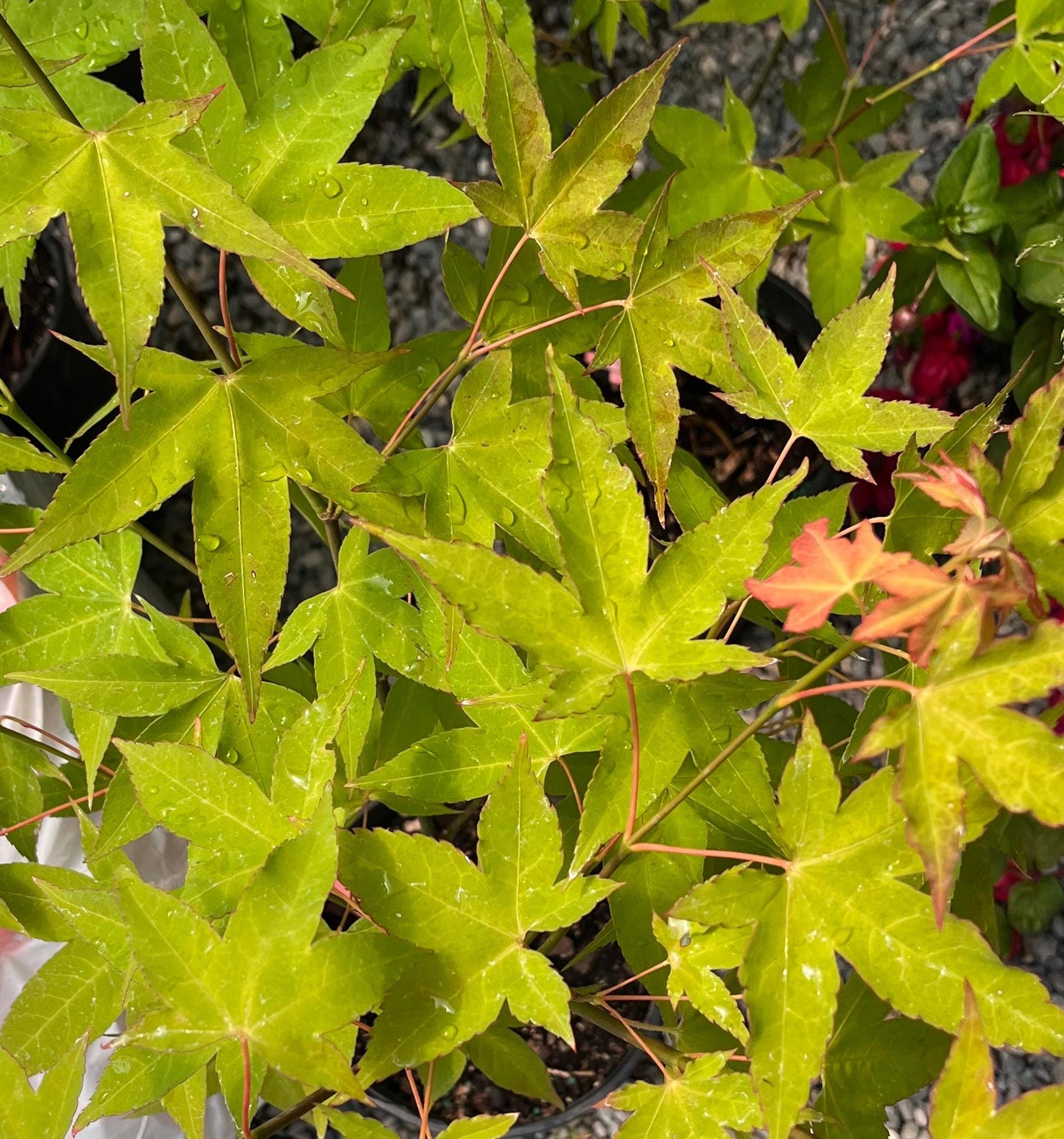 Hot Blonde Japanese Maple, Rare Acer Oliverianum Heat Tolerant - Live Plant