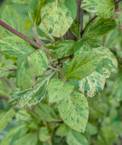 Mint Crisp Variegated Honeysuckle Vine, Fragrant Flowering Pollinator Plant - Live Plant